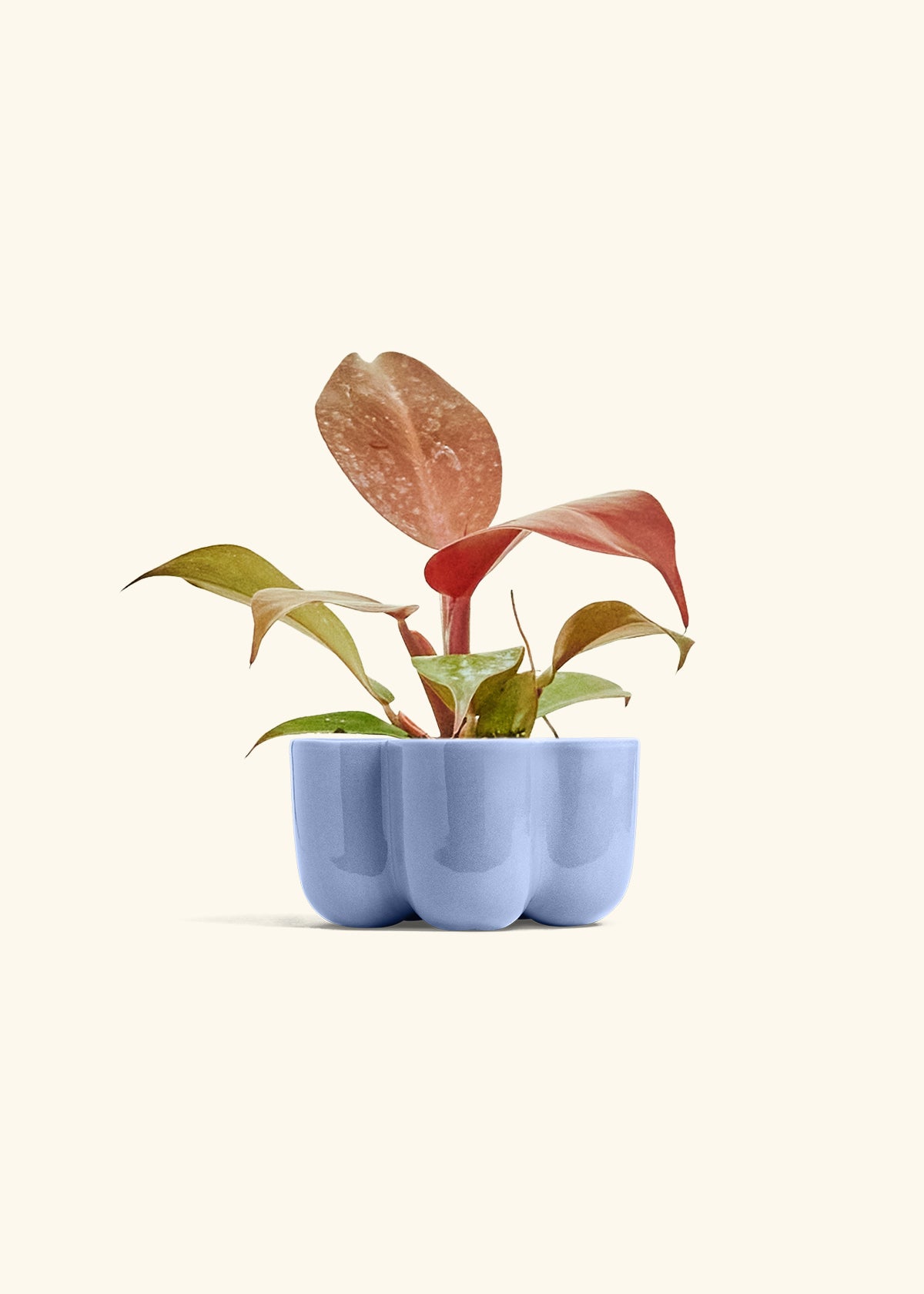 Philodendron 'Imperial Red' in a 4 inches in a Blue Petal Planter
