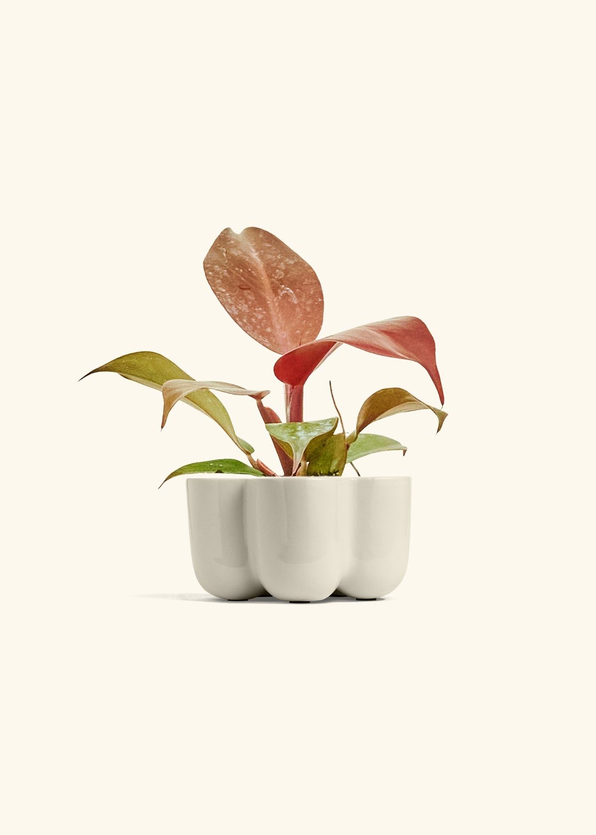 Philodendron 'Imperial Red' in a 4 inches in a Oat Petal Planter