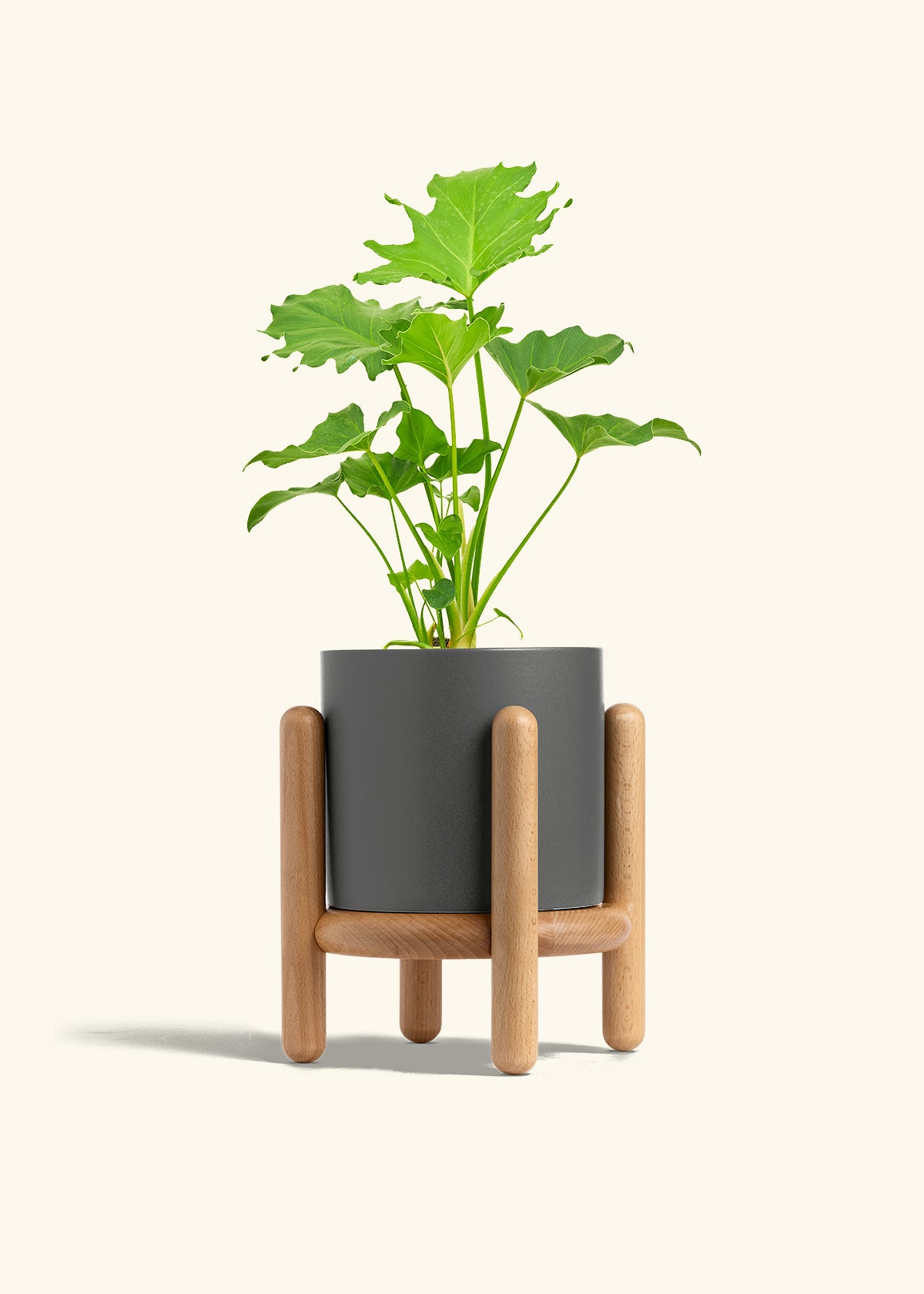 Philodendron Little Hope in a 6 inches Charcoal Classic Cylinder Planter in a Beech Wood Stand