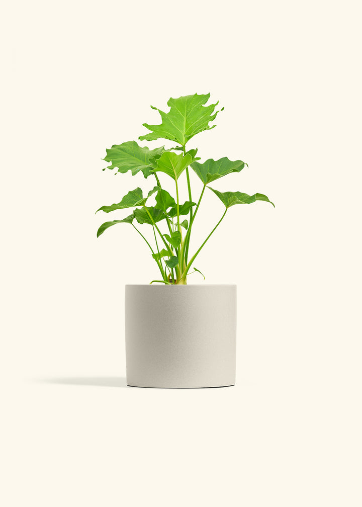 Philodendron Little Hope in a 6 inches Oat Classic Cylinder Planter 