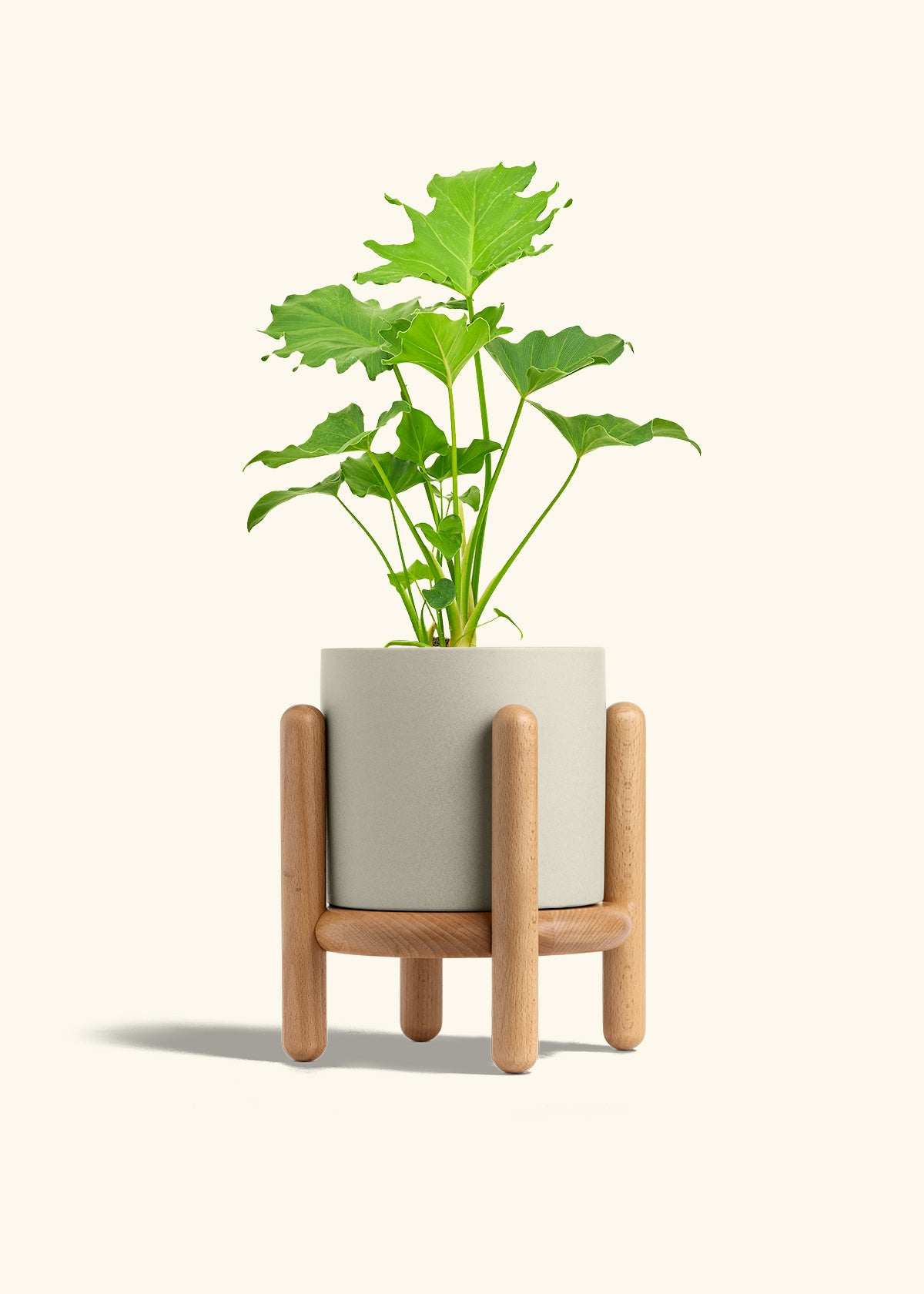 Philodendron Little Hope in a 6 inches Oat Classic Cylinder Planter in a Beech Wood Stand
