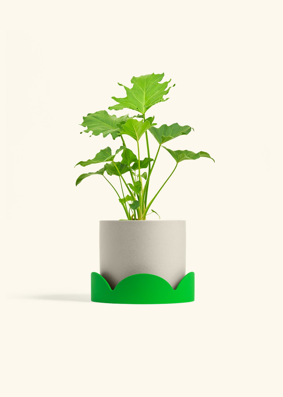little hope philodendron care Philodendron 'Little Hope' – Hey Rooted