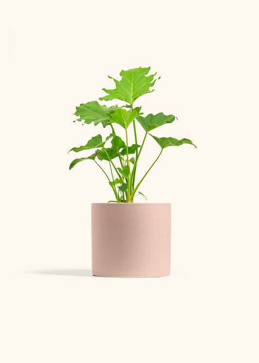 Philodendron Little Hope in a 6 inches Pink Classic Cylinder Planter 