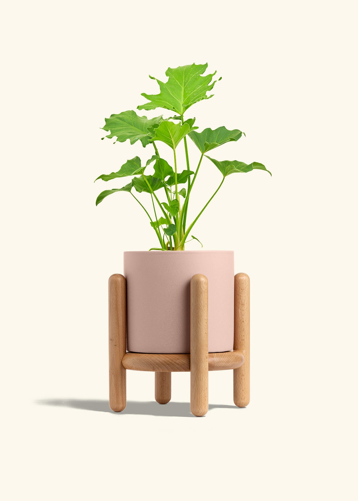 Philodendron Little Hope in a 6 inches Pink Classic Cylinder Planter in a Beech Wood Stand