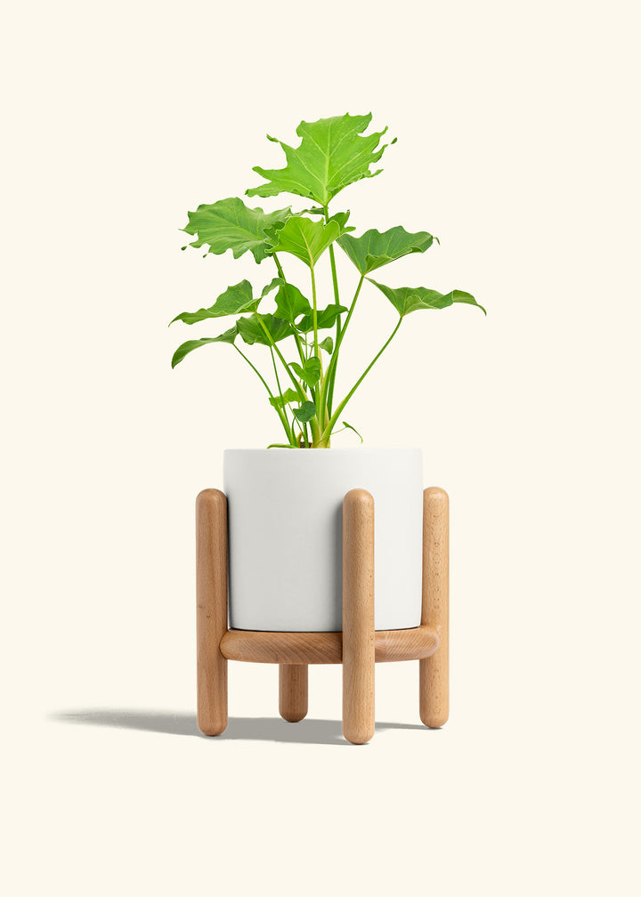 Philodendron Little Hope in a 6 inches White Classic Cylinder Planter in a Beech Wood Stand