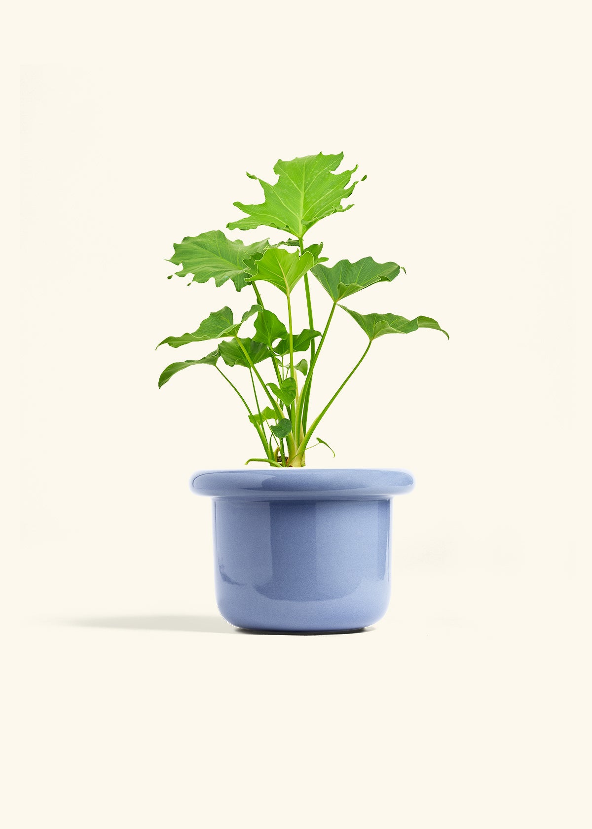 philodendron selloum small Philodendron 'Little Hope' – Hey Rooted