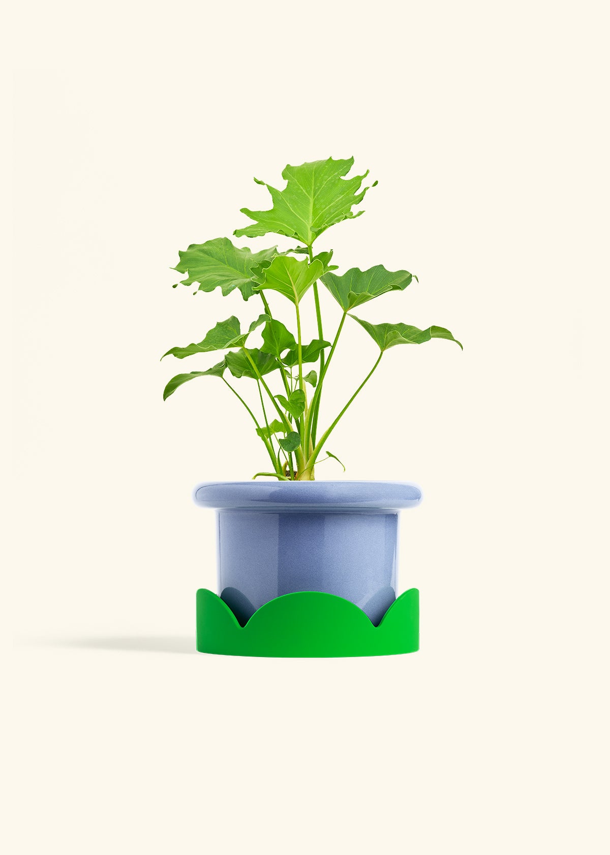 philodendron hope pot size Philodendron 'Little Hope' – Hey Rooted