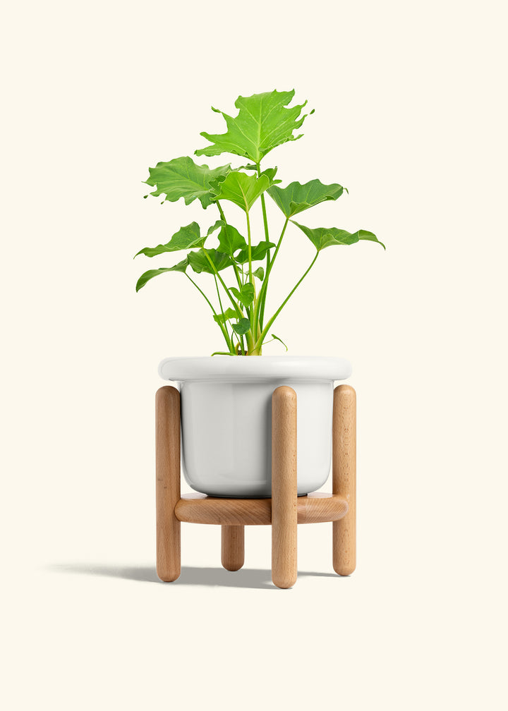 Philodendron Little Hope in a 6 inches Fat Lip White Planter in a Beech Wood Stand