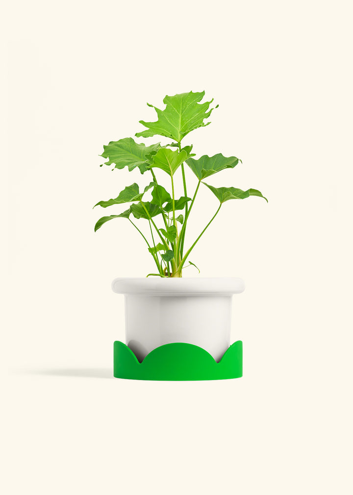 Philodendron Little Hope in a 6 inches Fat Lip White Planter in a Shamrock Petal Drip Tray