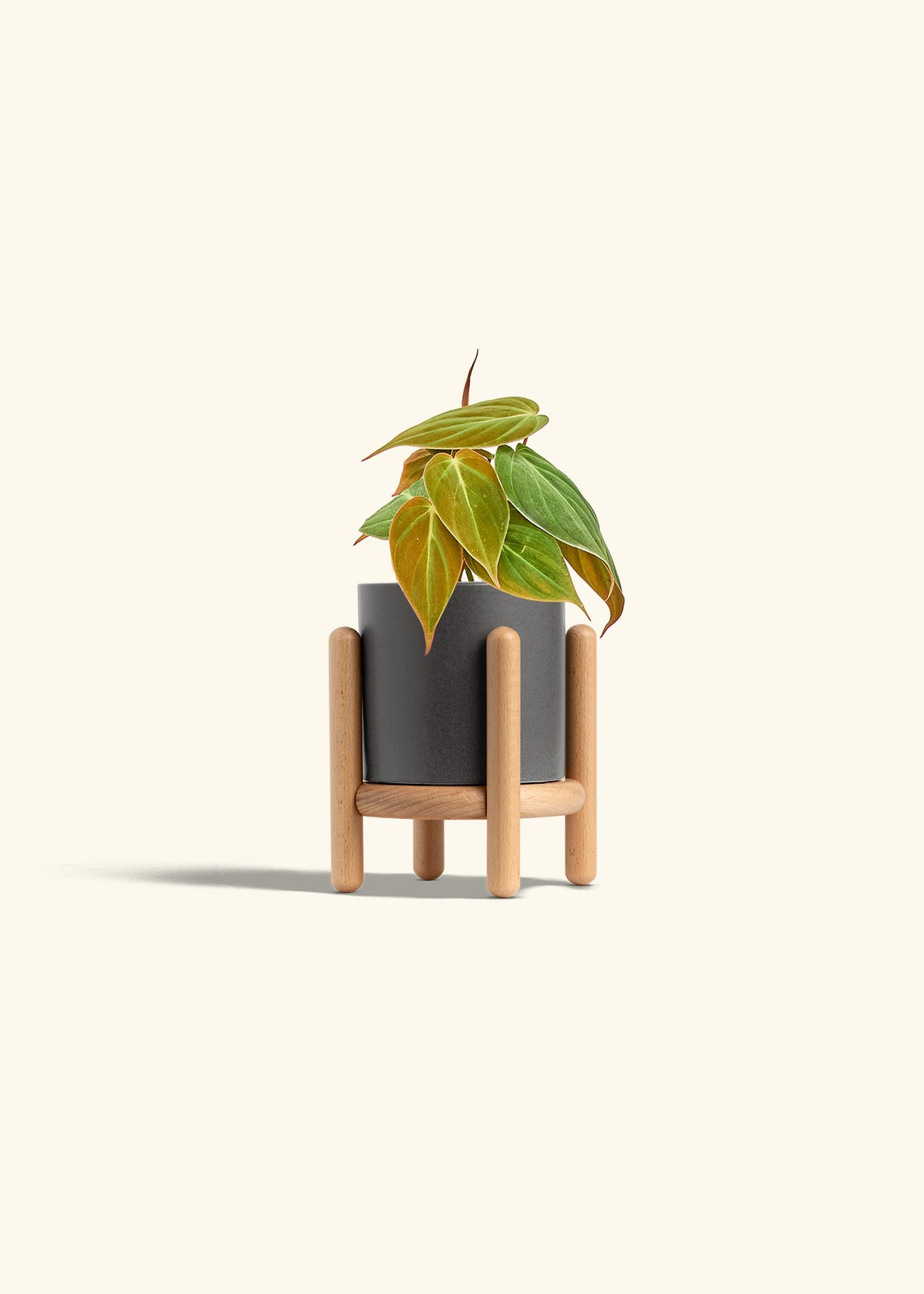 Velvet Leaf Philodendron in a 4 inches Charcoal Classic Cylinder Planter in a Beech Wood Stand