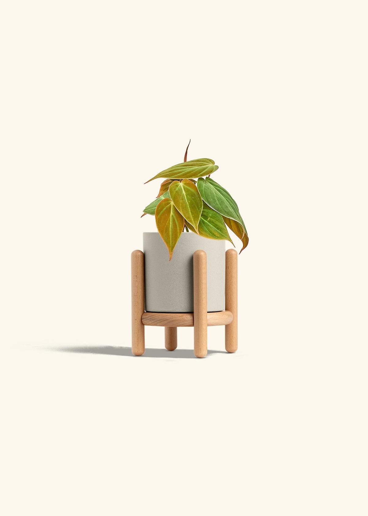 Velvet Leaf Philodendron in a 4 inches Oat Classic Cylinder Planter in a Beech Wood Stand