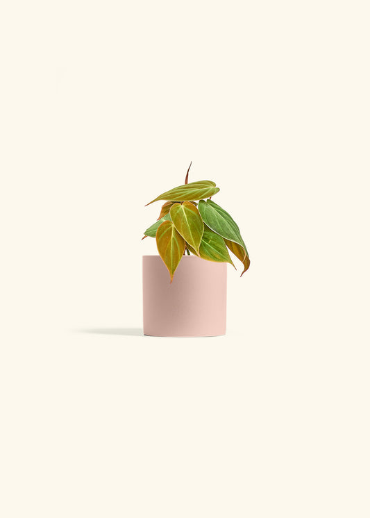 Velvet Leaf Philodendron in a 4 inches Pink Classic Cylinder Planter 