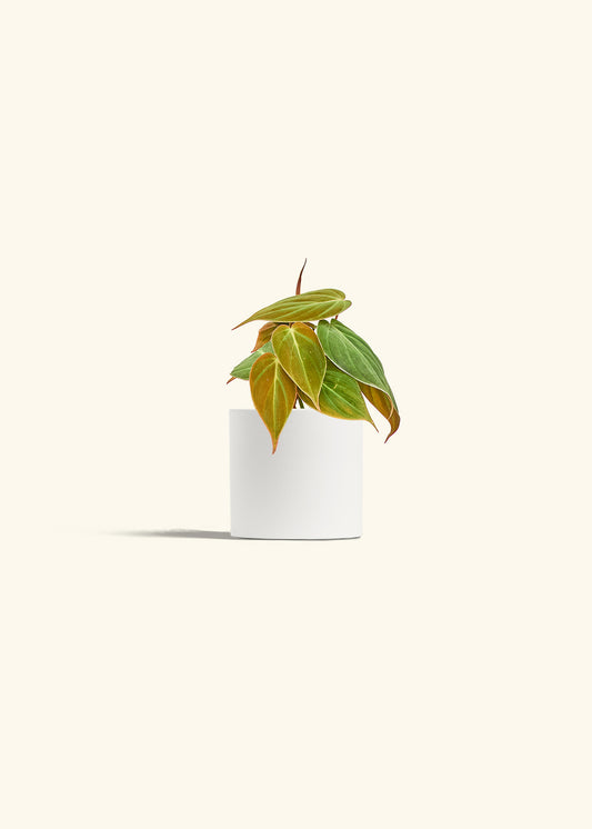 Velvet Leaf Philodendron in a 4 inches White Classic Cylinder Planter 