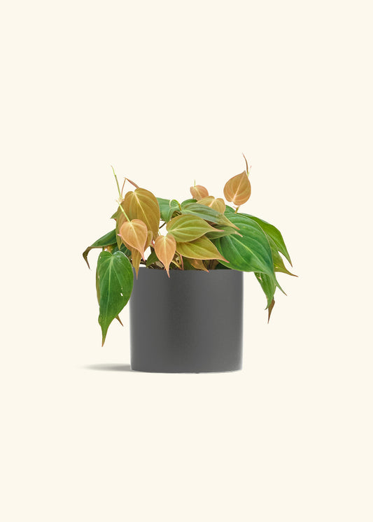 Velvet Leaf Philodendron in a 6 inches Charcoal Classic Cylinder Planter 