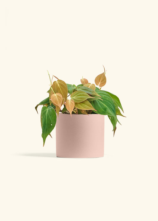 Velvet Leaf Philodendron in a 6 inches Pink Classic Cylinder Planter 