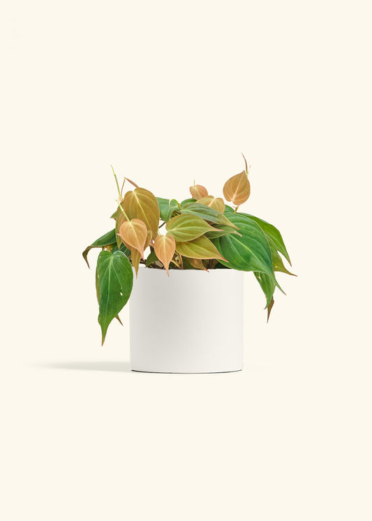Velvet Leaf Philodendron in a 6 inches White Classic Cylinder Planter 