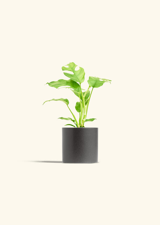 Mini Monstera in a 4 inches Charcoal Classic Cylinder Planter 