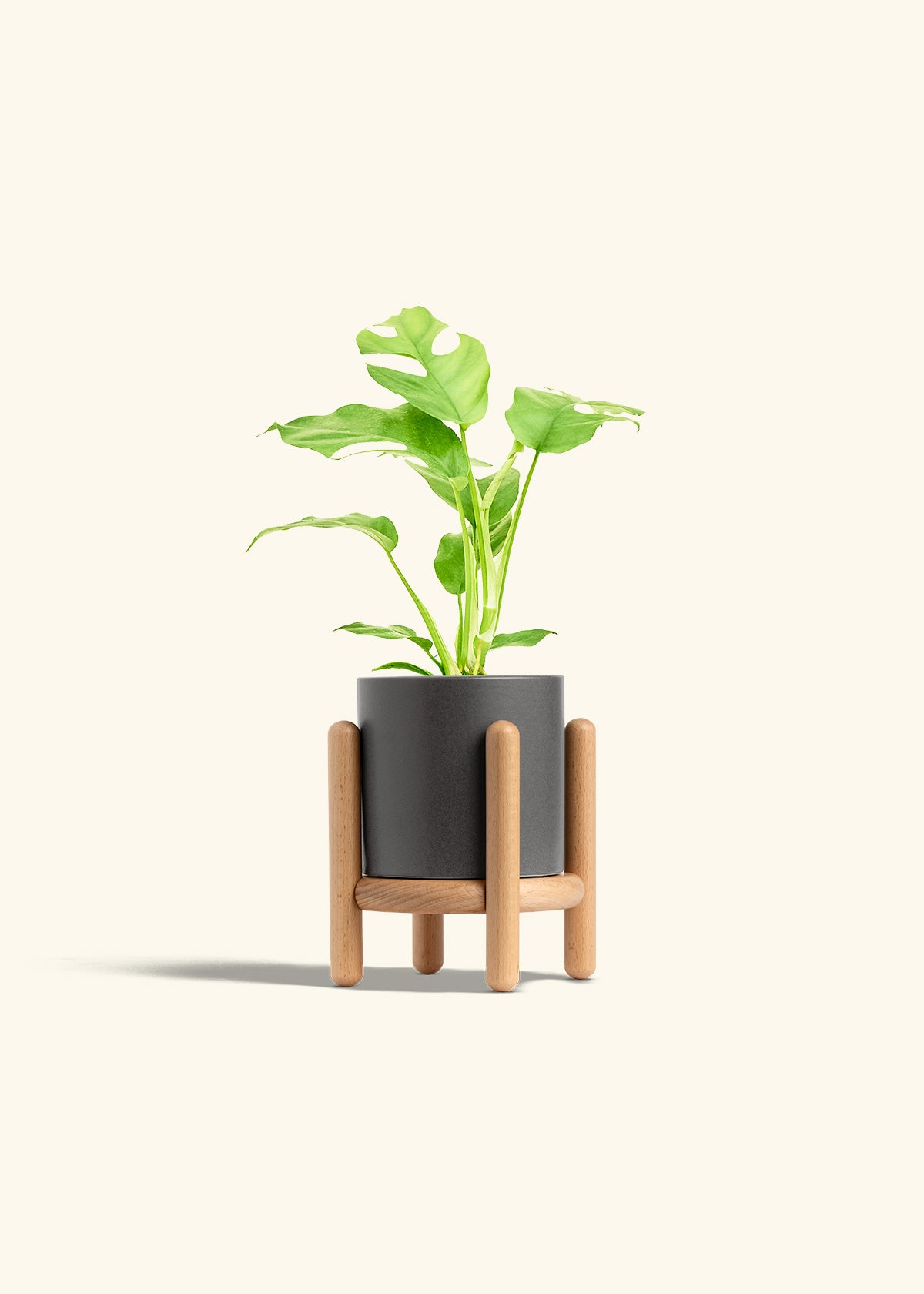 Mini Monstera in a 4 inches Charcoal Classic Cylinder Planter in a Beech Wood Stand