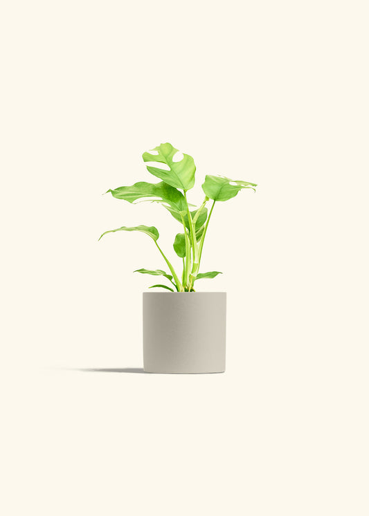 Mini Monstera in a 4 inches Oat Classic Cylinder Planter 