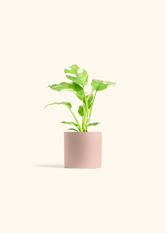 Mini Monstera in a 4 inches Pink Classic Cylinder Planter 