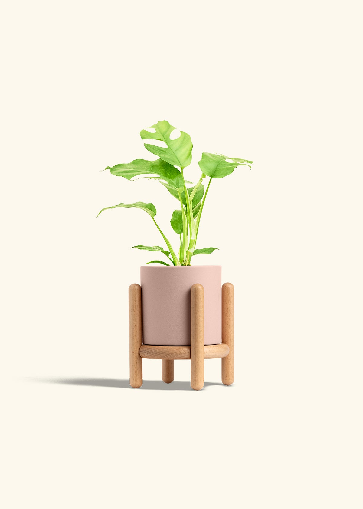 Mini Monstera in a 4 inches Pink Classic Cylinder Planter in a Beech Wood Stand