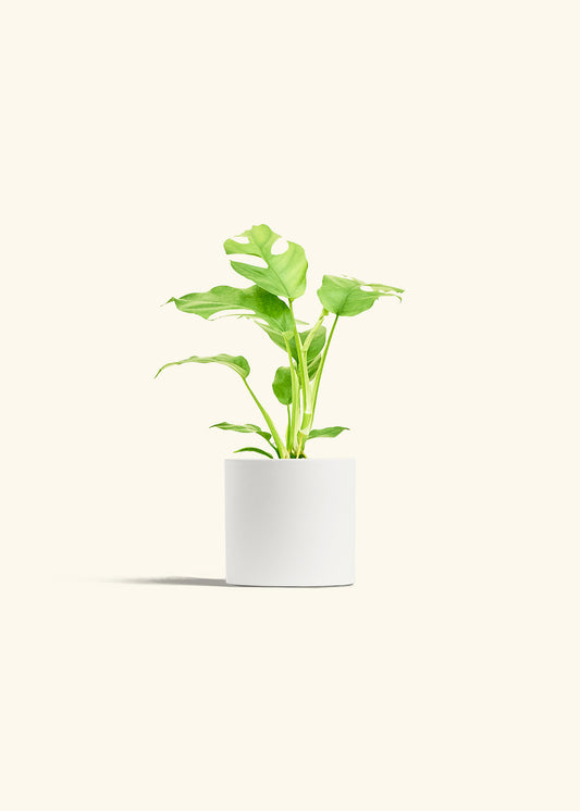 Mini Monstera in a 4 inches White Classic Cylinder Planter 