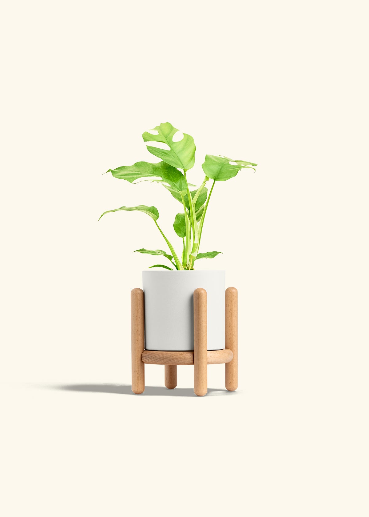 Mini Monstera in a 4 inches White Classic Cylinder Planter in a Beech Wood Stand