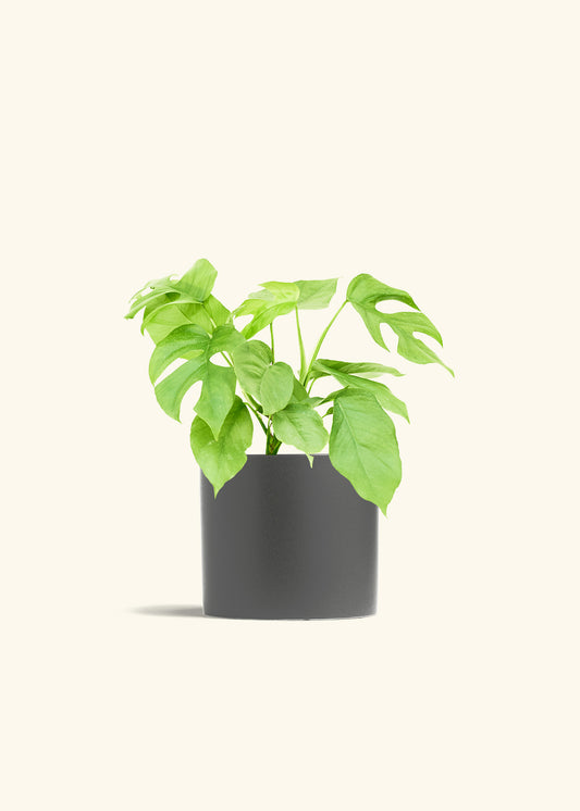 Mini Monstera in a 6 inches Charcoal Classic Cylinder Planter 