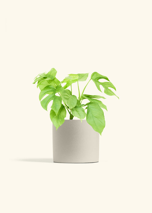 Mini Monstera in a 6 inches Oat Classic Cylinder Planter 