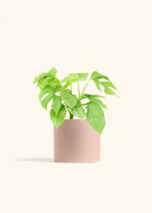 Mini Monstera in a 6 inches Pink Classic Cylinder Planter 