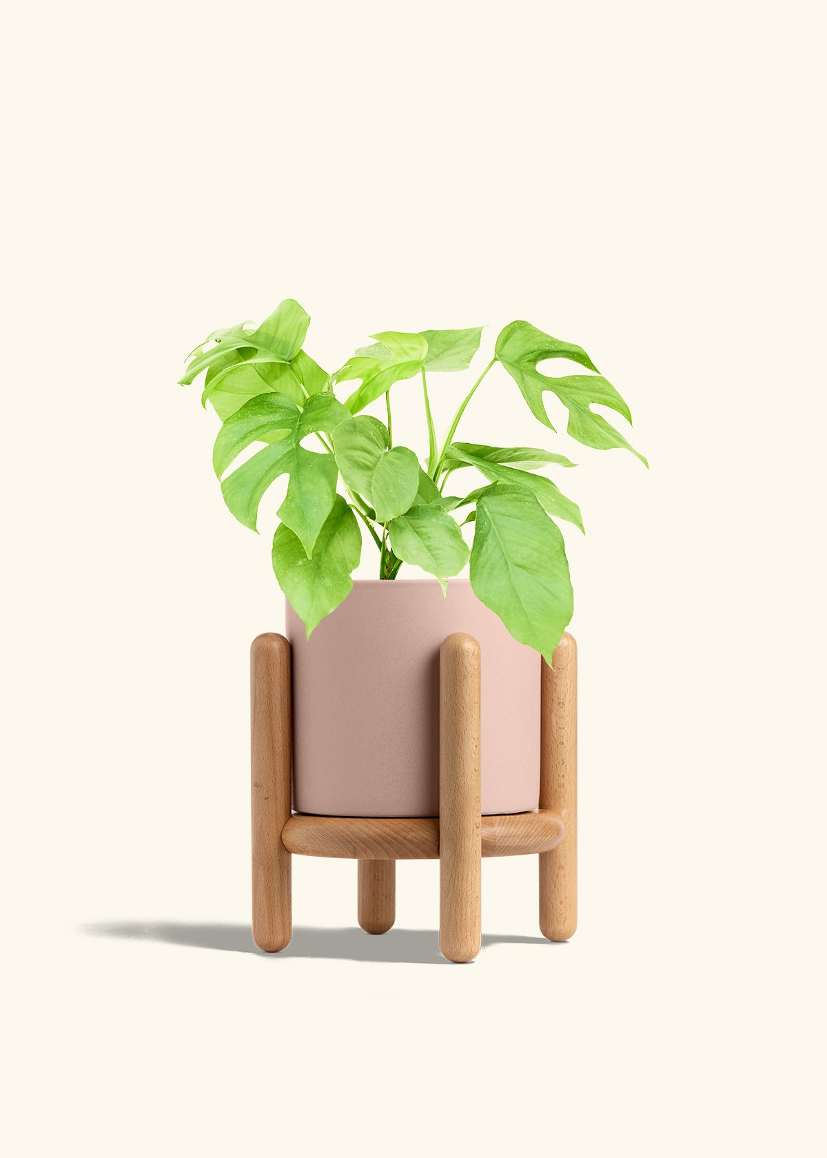 Mini Monstera in a 6 inches Pink Classic Cylinder Planter in a Beech Wood Stand