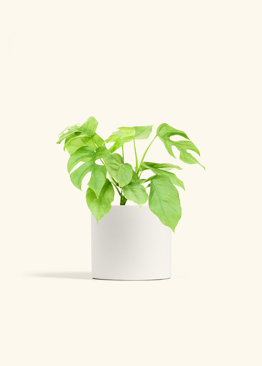 Mini Monstera in a 6 inches White Classic Cylinder Planter 