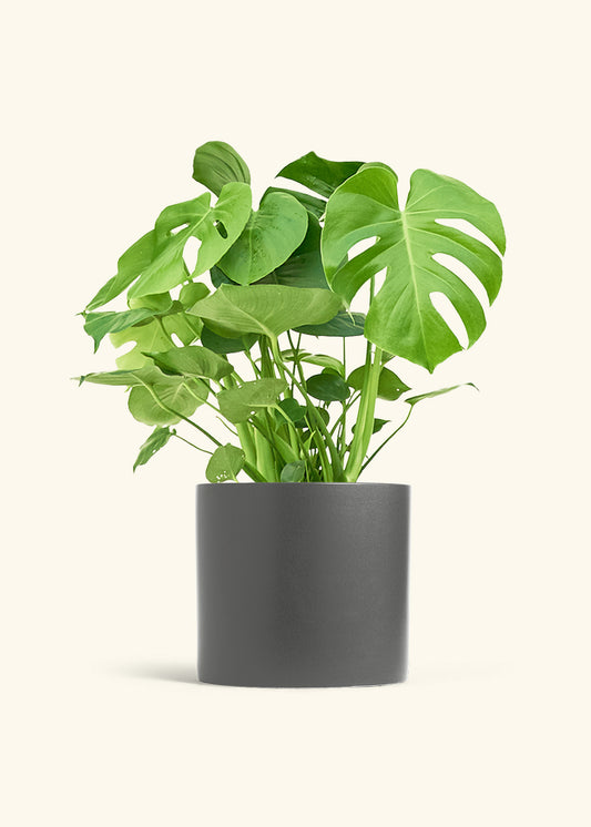 Monstera Swiss Cheese Plant in a 10 inches Charcoal Classic Cylinder Planter 