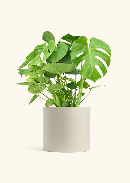 monstera deliciosa floor plant Monstera Deliciosa (Swiss Cheese Plant) – Hey Rooted