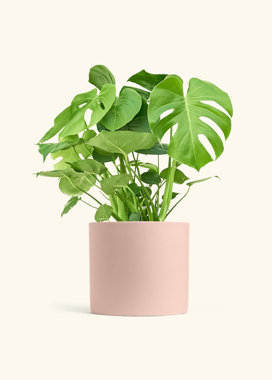 Monstera Swiss Cheese Plant in a 10 inches Pink Classic Cylinder Planter 
