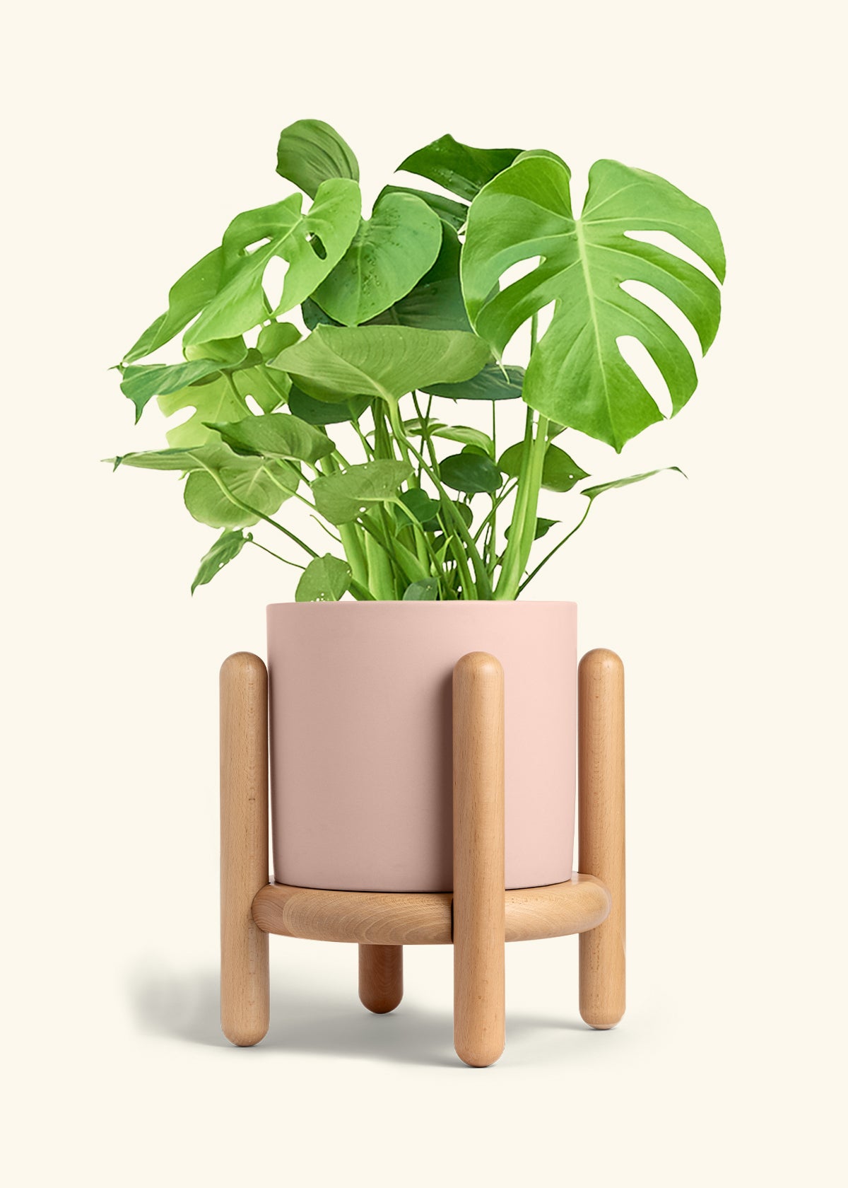 Monstera Swiss Cheese Plant in a 10 inches Pink Classic Cylinder Planter in a Beech Wood Stand