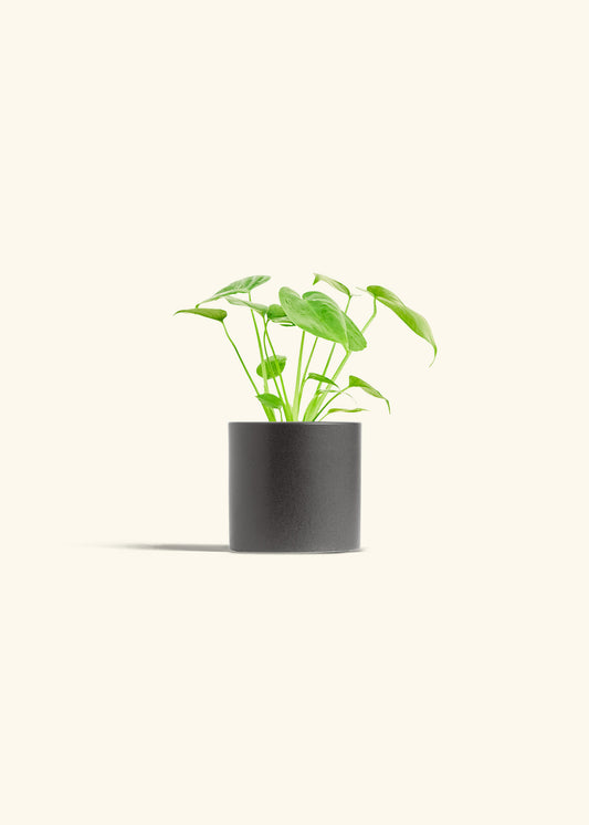 Monstera Swiss Cheese Plant in a 4 inches Charcoal Classic Cylinder Planter 