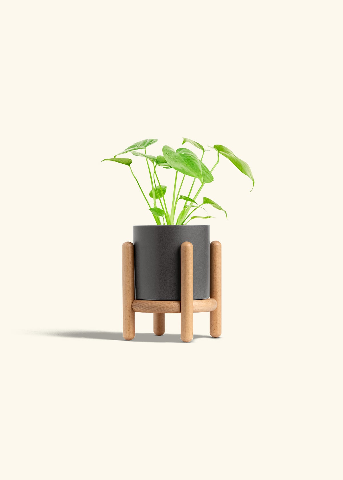 Monstera Swiss Cheese Plant in a 4 inches Charcoal Classic Cylinder Planter in a Beech Wood Stand