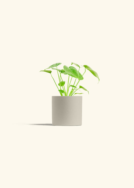 Monstera Swiss Cheese Plant in a 4 inches Oat Classic Cylinder Planter 
