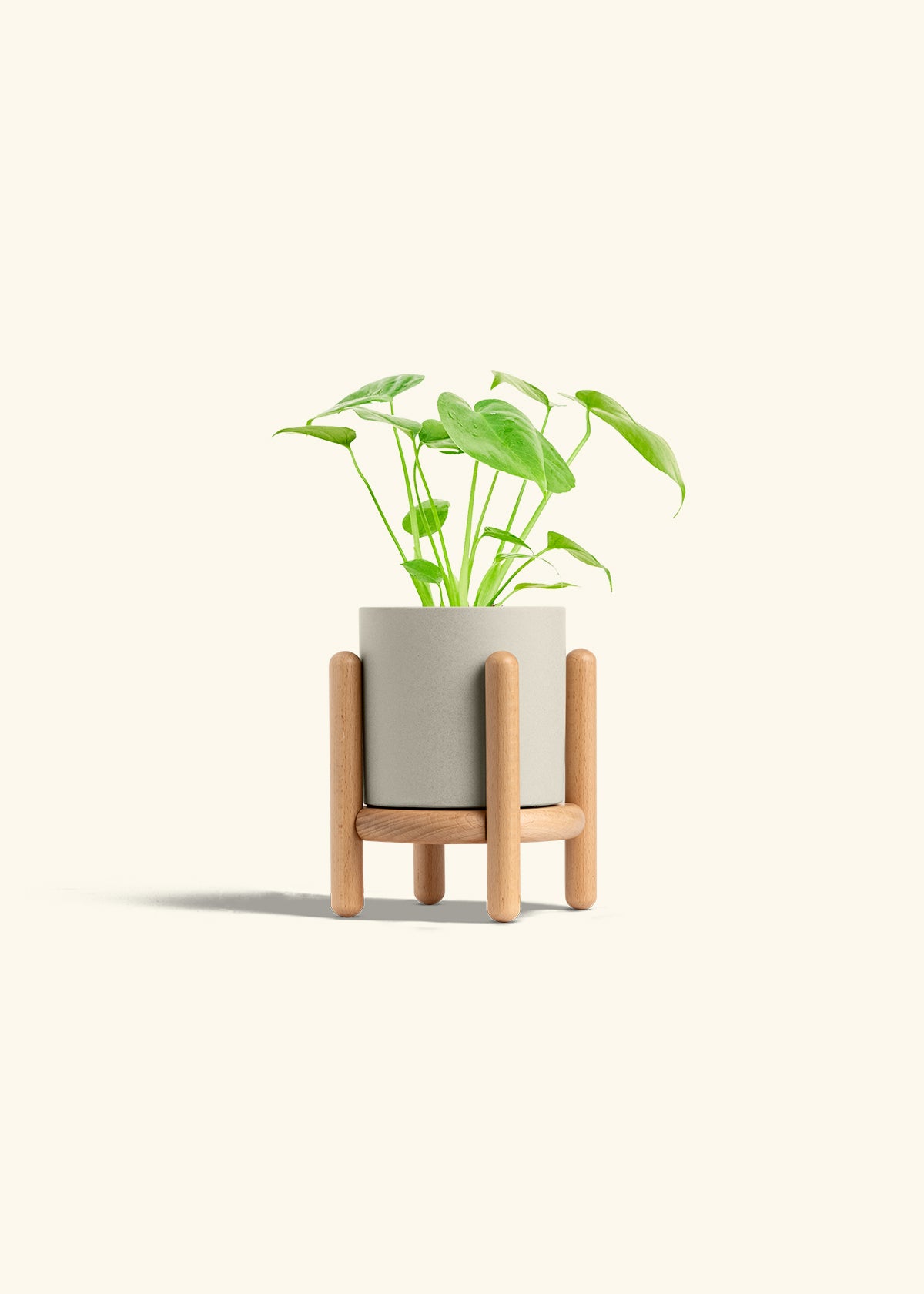 Monstera Swiss Cheese Plant in a 4 inches Oat Classic Cylinder Planter in a Beech Wood Stand