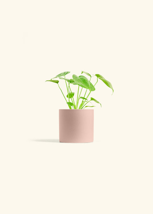 Monstera Swiss Cheese Plant in a 4 inches Pink Classic Cylinder Planter 