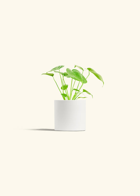 Monstera Swiss Cheese Plant in a 4 inches White Classic Cylinder Planter 