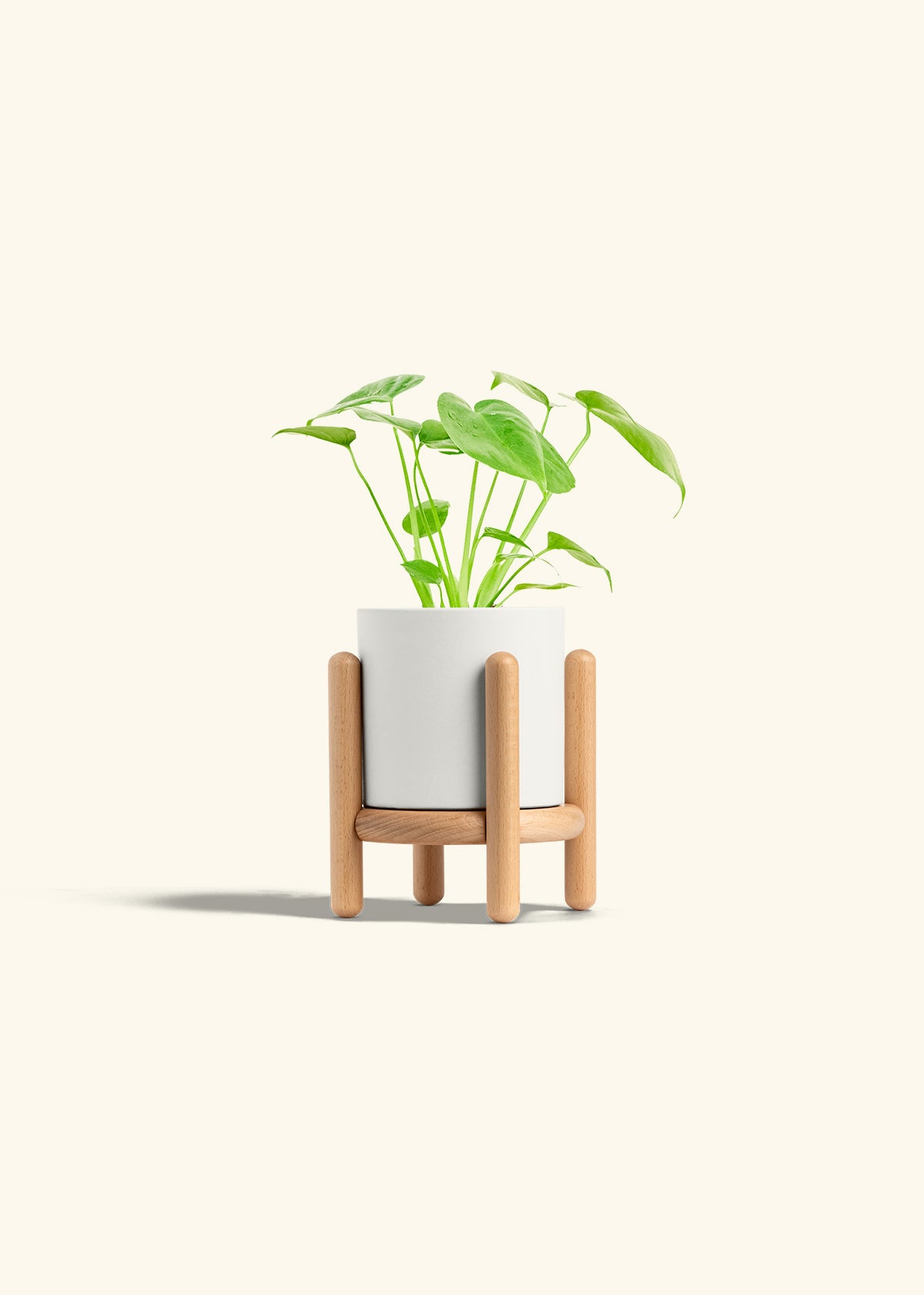 Monstera Swiss Cheese Plant in a 4 inches White Classic Cylinder Planter in a Beech Wood Stand