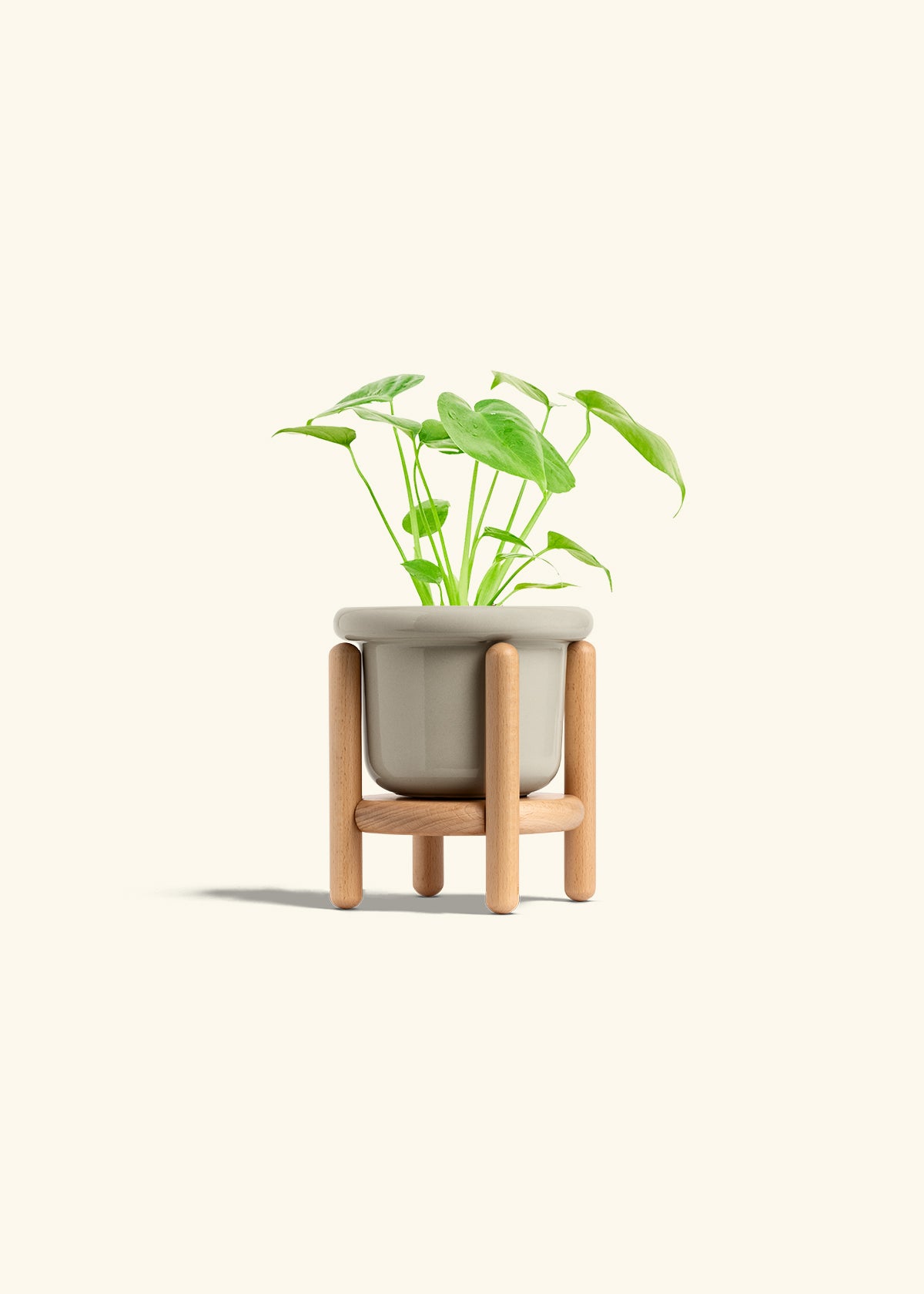 Monstera Swiss Cheese Plant in a 4 inches Fat Lip Oat Planter in a Beech Wood Stand