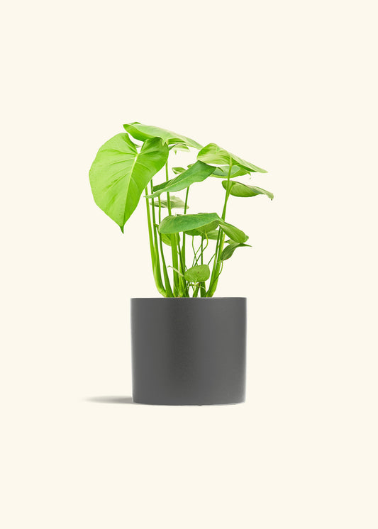 Swiss Cheese Plant in a 6 inches Charcoal Classic Cylinder Planter 