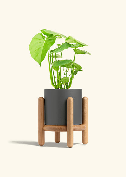 Swiss Cheese Plant in a 6 inches Charcoal Classic Cylinder Planter in a Beech Wood Stand