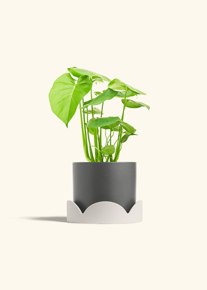 Swiss Cheese Plant in a 6 inches Charcoal Classic Cylinder Planter in a Oat Petal Drip Tray