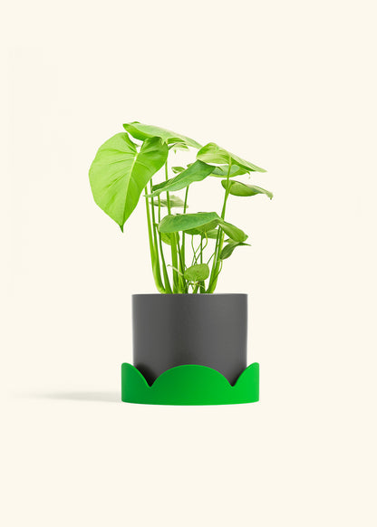 Swiss Cheese Plant in a 6 inches Charcoal Classic Cylinder Planter in a Shamrock Petal Drip Tray