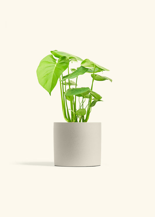 Swiss Cheese Plant in a 6 inches Oat Classic Cylinder Planter 