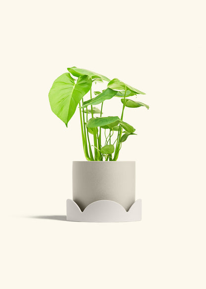 Swiss Cheese Plant in a 6 inches Oat Classic Cylinder Planter in a Oat Petal Drip Tray
